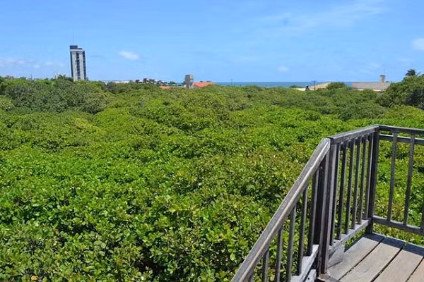 Đào lộn hột (điều) là cây nhiệt đới, xanh quanh năm, cao 6 – 14m, thân ngắn cành dài, lá đơn nguyên hình trứng tròn đều, hoa nhỏ mọc thành chuỳ.