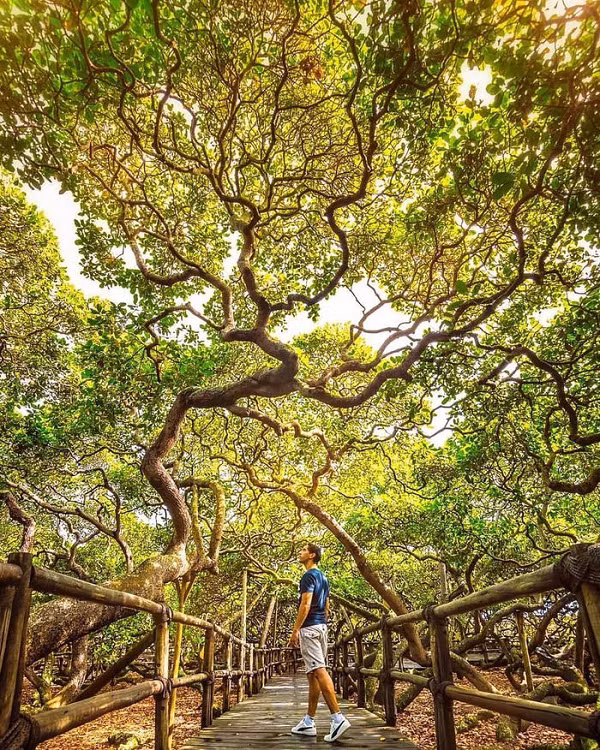 Đi giữa tán cây rộng lớn của cây Pirangi, bạn sẽ cảm thấy mình như đang đi trong một khu rừng đào lộn hột. Trên thực tế, đây chỉ là một cây duy nhất.