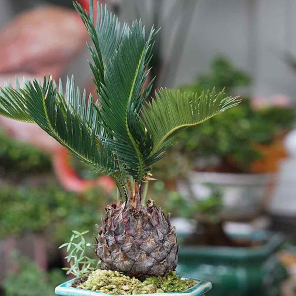 Cây thiên tuế là loại cây sống lâu năm và lâu lớn, hằng năm chỉ ra hai vòng lá, hình dáng trông đẹp mắt và được ưa chuộng được chọn trồng làm cây cảnh sân vườn, trồng trong chậu để trang trí nội thất, có thể tạo dáng cây bonsai để làm cảnh.