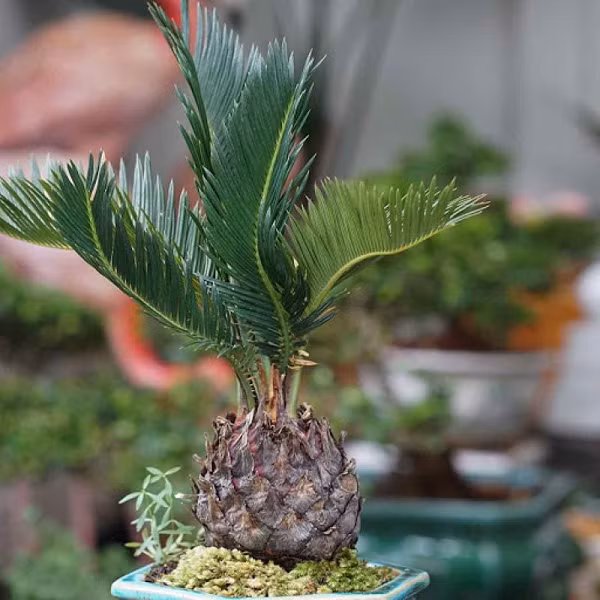 Cây thiên tuế là loại cây sống lâu năm và lâu lớn, hằng năm chỉ ra hai vòng lá, hình dáng trông đẹp mắt và được ưa chuộng được chọn trồng làm cây cảnh sân vườn, trồng trong chậu để trang trí nội thất, có thể tạo dáng cây bonsai để làm cảnh.