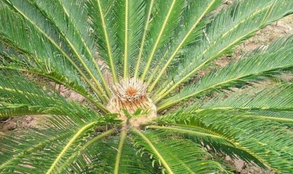 Lá cây thường hình dài mũi nhọn ở đầu, có thể dài đến 1m hoặc cây lâu năm có thể dài lên đến 2m. Lá thiên tuế có màu xanh đậm, rất cứng, phiến lá nhẵn bóng.