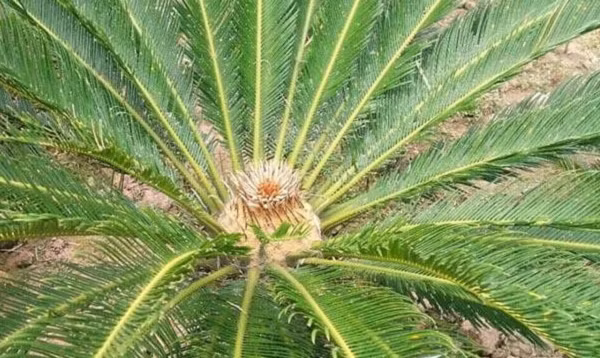 Lá cây thường hình dài mũi nhọn ở đầu, có thể dài đến 1m hoặc cây lâu năm có thể dài lên đến 2m. Lá thiên tuế có màu xanh đậm, rất cứng, phiến lá nhẵn bóng.