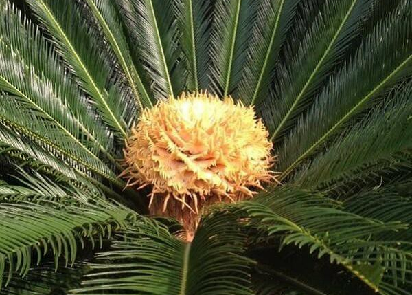 Thân cây có hình trụ, cao 2 đến 3m khi trưởng thành hoặc cao hơn, ít chia nhánh, và không phân cành,lá hình lông chim, dài đến cả mét, mọc thành vòng và dày đặc ở đỉnh.