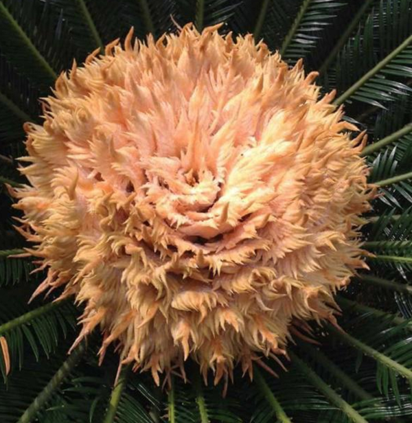 Trong dân gian thường có câu “Cây thiên tuế 60 năm ra hoa một lần” đã cho thấy phần nào sự khó gặp của loại cây cảnh này. Tùy theo điều kiện thổ nhưỡng, khí hậu và chăm sóc, cây thiên tuế sau 15-20 năm mới có thể nở hoa, hoặc thậm chí không bao giờ nở hoa.