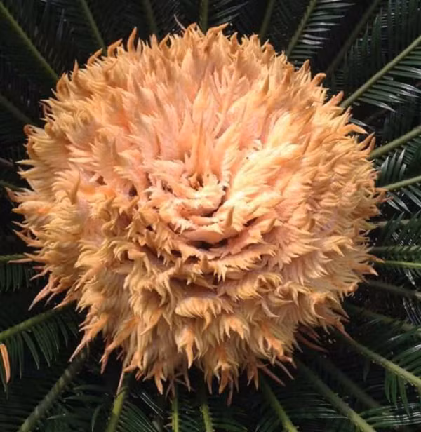 Trong dân gian thường có câu “Cây thiên tuế 60 năm ra hoa một lần” đã cho thấy phần nào sự khó gặp của loại cây cảnh này. Tùy theo điều kiện thổ nhưỡng, khí hậu và chăm sóc, cây thiên tuế sau 15-20 năm mới có thể nở hoa, hoặc thậm chí không bao giờ nở hoa.