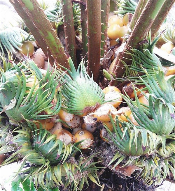 Đây là một loại cây sơn địa có tốc độ sinh trưởng chậm, cây thích hợp với loại đất đen pha cát và thoát nước tốt, cây thích ánh sáng có thể chịu ánh nắng gắt. Cây thiên tuế được nhân giống bằng cách gieo hạt hay tách các chồi non xung quanh cây mẹ hoặc dưới gốc cây mẹ để trồng.