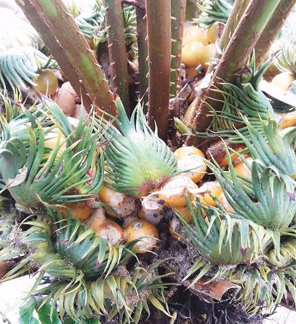 Đây là một loại cây sơn địa có tốc độ sinh trưởng chậm, cây thích hợp với loại đất đen pha cát và thoát nước tốt, cây thích ánh sáng có thể chịu ánh nắng gắt. Cây thiên tuế được nhân giống bằng cách gieo hạt hay tách các chồi non xung quanh cây mẹ hoặc dưới gốc cây mẹ để trồng.