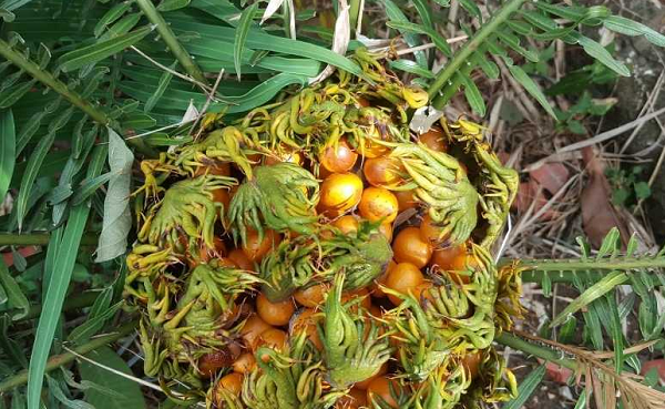 Hoa cây thiên tuế là loại lưỡng tính, nhị và nhụy cùng mọc trên một cây, hoa có hình trụ tròn, mọc trên đỉnh ngọn của cây, được bao bọc bởi các tán lá hình lông chim. Hoa có màu vàng, hạt chín có màu hồng ngọc.