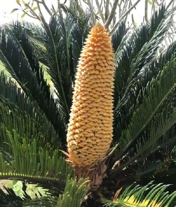 Lá cây vạn tuế còn được sử dụng trong nghệ thuật cắm hoa rất nhiều và cũng tạo nên vẻ đẹp mạnh mẽ cho những lẵng hoa.