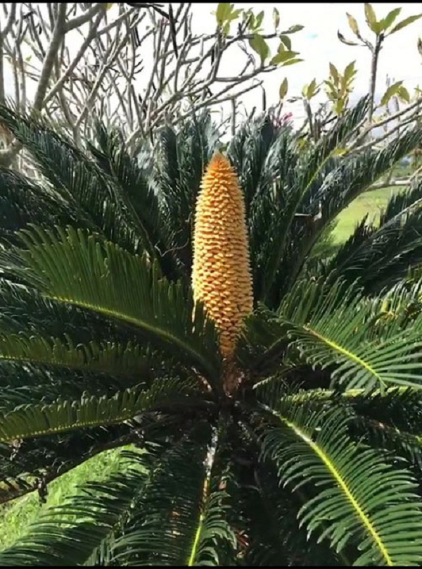 Thân cây vạn tuế có chứa tinh bột chất dầu, chính vì vậy cây còn được sử dụng làm thực phẩm, thuốc chữa bệnh ho.