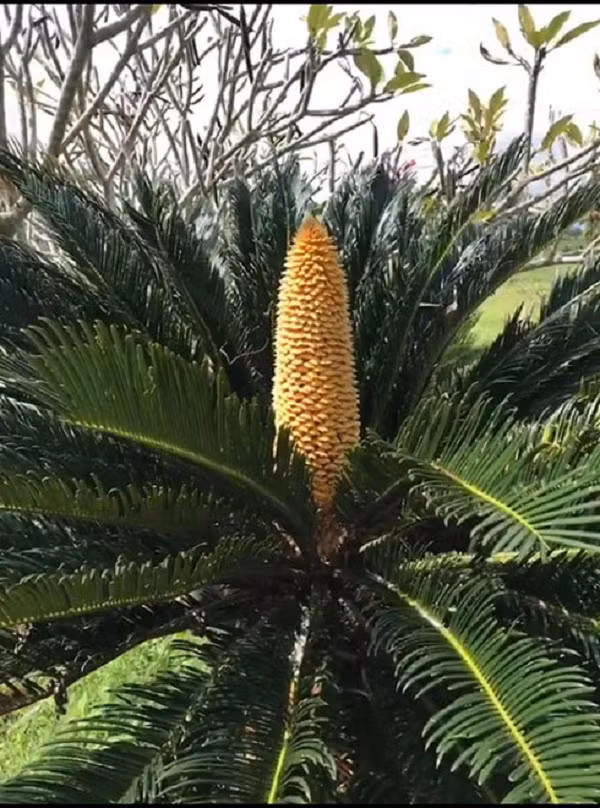 Thân cây vạn tuế có chứa tinh bột chất dầu, chính vì vậy cây còn được sử dụng làm thực phẩm, thuốc chữa bệnh ho.