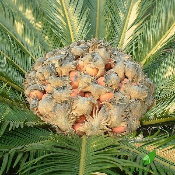 Cây thiên tuế có tên khoa học là Cycas revoluta, thuộc nhóm cây cọ có nguồn gốc ở các nước nhiệt đới châu Á. Cây thường được sử dụng nhiều để trồng ngoại cảnh hay làm cây công trình với giá trị thẩm mỹ và ý nghĩa phong thủy cao.