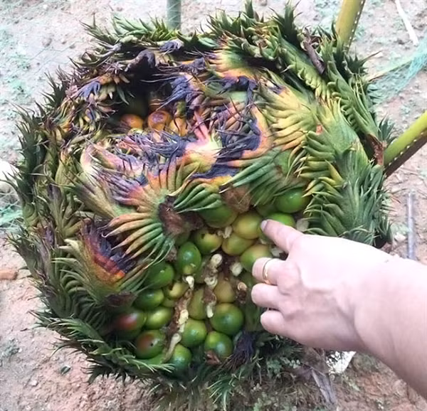 Ngoài ra cây thiên tuế được trồng để làm nền cho các loại hoa khác, hạt có chứa nhiều tinh dầu và tinh bột có thể dùng làm thuốc trị một số bệnh nhất định như trị hoa, cầm máu và chứng lị…