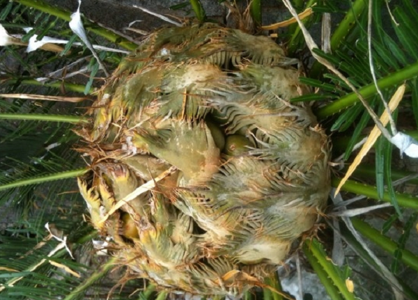 Khác với các loại hoa khác, hoa cây thiên tuế không có đài, không những cánh hoa sặc sỡ hay cũng không hương thơm cuốn hút côn trùng.