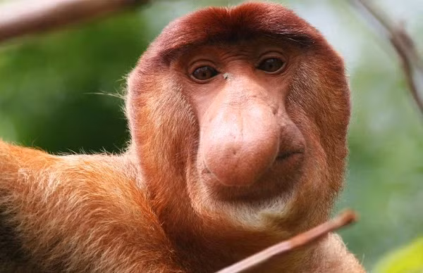 Trong thế giới của những vận động viên bơi lội cừ khôi thì khỉ Vòi có lẽ là một trong những loài giỏi nhất. Chúng thường nhảy từ trên cành cây xuống và tiếp nước bằng chiếc bụng của mình. Khỉ Vòi có màng ở chân và tay, nhờ đó, chúng có thể bơi nhanh hơn cả những con cá sấu.