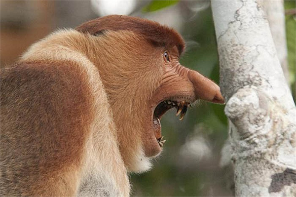 Do cấu tạo đặc biệt của dạ dày, khỉ Vòi có khả năng làm cho bụng hóp lại, đẩy thức ăn bên trong theo thực quản ra miệng để nhấm nháp giống các loài động vật nhai lại.