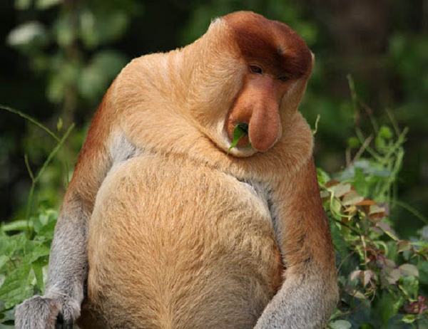 Khỉ Vòi đực thu hút con cái bằng những chiếc mũi lõm của chúng. Các nhà khoa học cho rằng cơ quan khổng lồ này của khỉ Vòi đã khiến cho tiếng gọi nhau của loài này vang xa hơn, nhờ đó chúng có thể gây ấn tượng Vòi khỉ cái và dọa nạt “tình địch” của chúng.