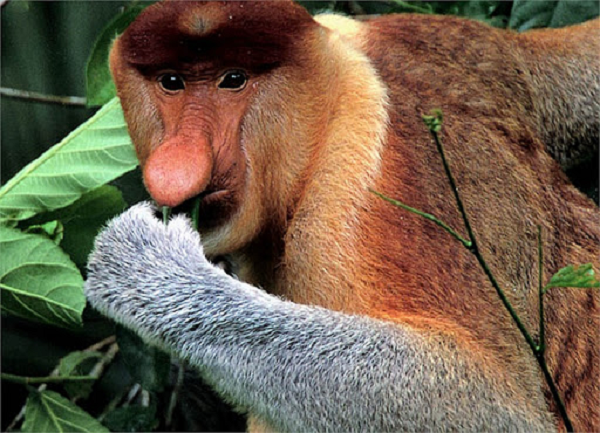 Bên cạnh đó bộ lông màu nâu vàng, cam nhạt, cấu tạo dạ dày khác biệt được chia thành nhiều ngăn thức ăn khác nhau khiến bụng khỉ Vòi rất to. Khi trưởng thành, khỉ Vòi đực đạt trọng lượng từ 33 – 35 kg.