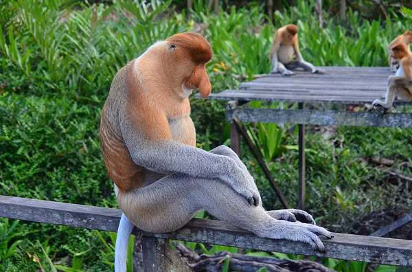 “Ngôi nhà” của khỉ Vòi hiện đang bị đe dọa. Việc con người san bằng những cánh rừng nhiệt đới để khai thác gỗ, để ở và để trồng cọ dầu đã lấy đi rất nhiều chỗ ở của khỉ Vòi.