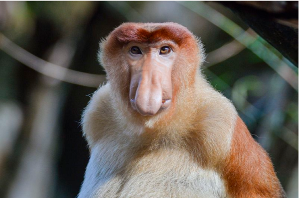 Chúng vốn có mặt khá phổ biến trên thế giới. Thế nhưng, hiện nay loài này là đặc hữu của quần đảo Borneo thuộc Indonesia. Khỉ Vòi sống chủ yếu trên cây. Chúng có thói quen đu, nhảy từ cành nọ sang cành kia để tìm kiếm thức ăn.