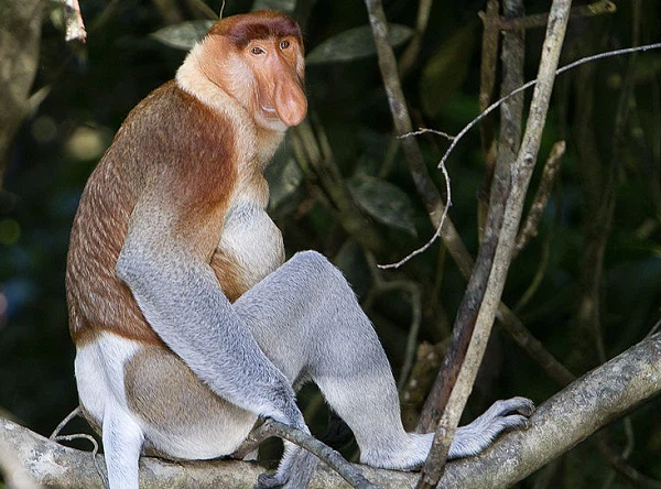 Bên cạnh loài voọc xám, khỉ đuôi ngắn Tây Tạng thì khỉ Vòi là một trong những loài khỉ có kích thước lớn nhất thế giới.