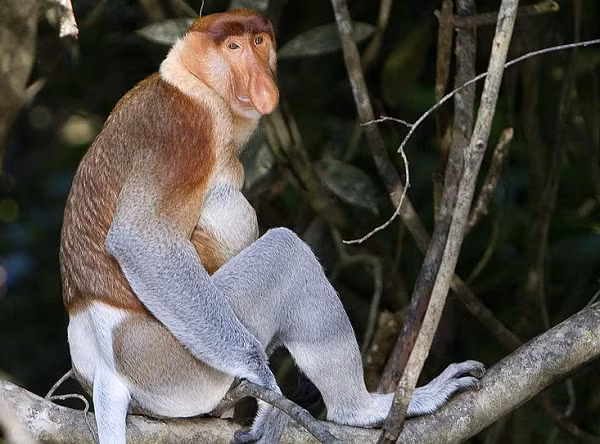 Bên cạnh loài voọc xám, khỉ đuôi ngắn Tây Tạng thì khỉ Vòi là một trong những loài khỉ có kích thước lớn nhất thế giới.