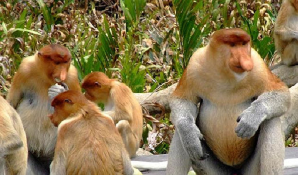 Thức ăn của khỉ Vòi chủ yếu là lá, hạt cây và những loại hoa quả chưa chín. Thỉnh thoảng chúng còn ăn cả côn trùng nữa. Khoang bụng của loài này rất phức tạp, do đó chúng phải dựa vào một số lượng lớn vi khuẩn để tiêu hóa thức ăn.