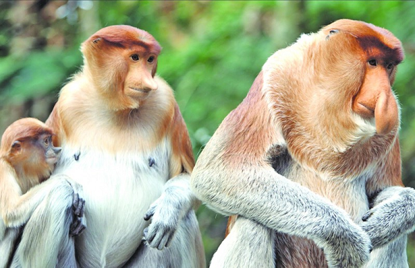 Thời gian mang thai của một cá thể khỉ Vòi là khoảng 6-7 tháng nhưng chúng hầu như chỉ chuyển dạ sinh con vào buổi đêm hoặc sáng sớm.