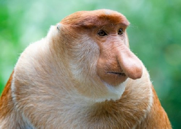 Loài khỉ này thường sống trên cây và chúng chỉ xuống đất khi phải kiếm thức ăn. Một đàn khỉ Vòi gồm một con đực và từ hai cho tới bảy con cái cùng đàn con của chúng. Vào ban đêm, khỉ Vòi thường tập trung lại thành bầy đàn ven sông, hồ để ngủ.