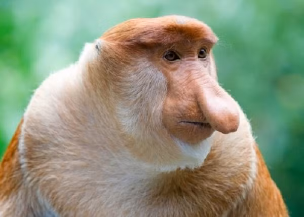 Loài khỉ này thường sống trên cây và chúng chỉ xuống đất khi phải kiếm thức ăn. Một đàn khỉ Vòi gồm một con đực và từ hai cho tới bảy con cái cùng đàn con của chúng. Vào ban đêm, khỉ Vòi thường tập trung lại thành bầy đàn ven sông, hồ để ngủ.