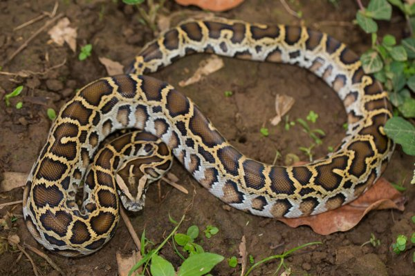 Do có giá trị khoa học và thẩm mỹ cao nên số lượng trăn đất tại Việt Nam ngày càng hiếm. Sách Đỏ Việt Nam xếp hạng trăn đất vào loại CR - Rất nguy cấp, do sự suy giảm nơi cư trú, khu phân bố hoặc chất lượng nơi sinh cư và suy giảm do mức độ khai thác hiện tại.