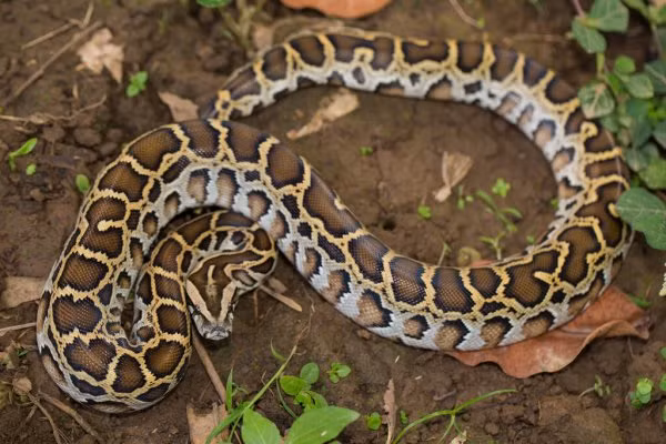 Do có giá trị khoa học và thẩm mỹ cao nên số lượng trăn đất tại Việt Nam ngày càng hiếm. Sách Đỏ Việt Nam xếp hạng trăn đất vào loại CR - Rất nguy cấp, do sự suy giảm nơi cư trú, khu phân bố hoặc chất lượng nơi sinh cư và suy giảm do mức độ khai thác hiện tại.