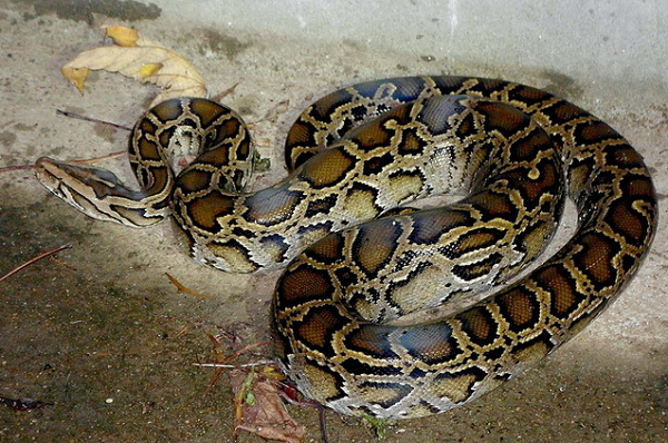 Sách Đỏ Việt Nam miêu tả trăn đất có đầu dài, nhỏ. Hai tấm vảy môi trên có trên mỗi tấm vảy một lỗ (lỗ môi là cơ quan cảm giác nhiệt). Có hai cựa nhỏ, hình móng nằm ở hai bên khe huyệt.