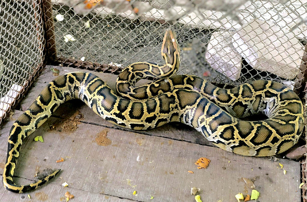 Hạt kiểm lâm Đức Thọ đã tiếp tục bàn giao con trăn đất cho Vườn quốc gia Vũ Quang. Con vật sẽ được trả về tự nhiên tại tiểu khu 170, khu vực rừng đặc dụng ở xã Quang Thọ, huyện Vũ Quang.