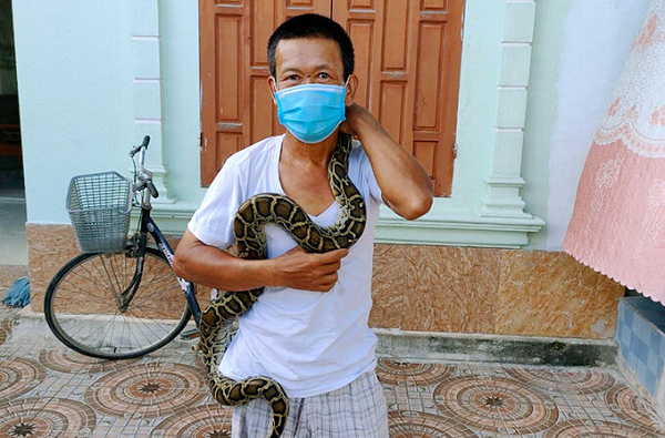 Sau khi phát hiện ra con trăn đất, Nguyễn Viết Xuân đã hô hoán nhiều người bắt về rồi trình báo với chính quyền địa phương. Sau khi xác định con trăn là động vật quý hiếm nguy cấp, ông Xuân đã bàn giao trăn cho Hạt kiểm lâm huyện Đức Thọ chăm sóc.