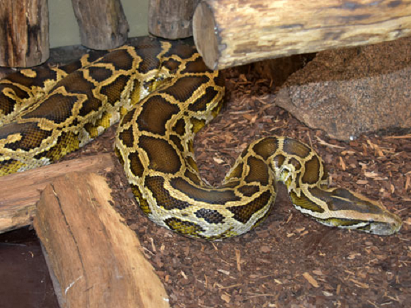 Thức ăn của trăn đất chủ yếu là thú gặm nhấm, hươu nai, chim, ếch nhái và bò sát. Chúng sinh sống ở hầu khắp các tỉnh trung du và miền núi Việt Nam, kể cả ở vùng rừng tràm và rừng đước Nam Bộ.