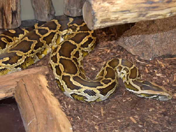 Thức ăn của trăn đất chủ yếu là thú gặm nhấm, hươu nai, chim, ếch nhái và bò sát. Chúng sinh sống ở hầu khắp các tỉnh trung du và miền núi Việt Nam, kể cả ở vùng rừng tràm và rừng đước Nam Bộ.