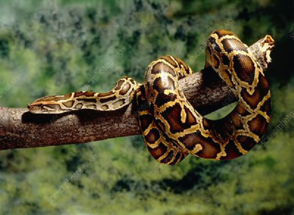 Riêng ở đồng bằng Nam bộ, chúng ưa sống ở những nơi đầm lầy, rừng tràm, rừng sú vẹt ngập nước, đôi khi còn xâm nhập cả vào những khu vực có vườn cây.