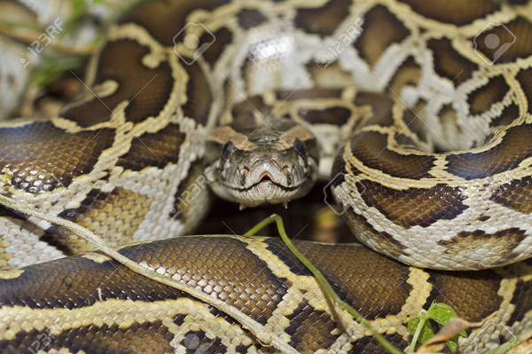 Mặt trên lưng trăn đất có màu xám nhạt hay vàng nhạt có một dãy những vết lớn dài, màu nâu đỏ viền đen. Mặt bụng màu vàng hay nâu vàng có những đốm nâu hay đen.