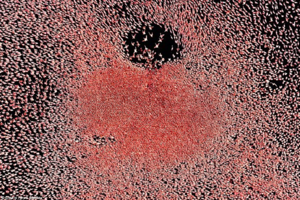 Hàng nghìn con chim hồng hạc đang bay trên bầu trời để tránh xa suối nước nóng ở phía tây của hồ, tạo nên một tấm thảm hồng rực giữa trời.