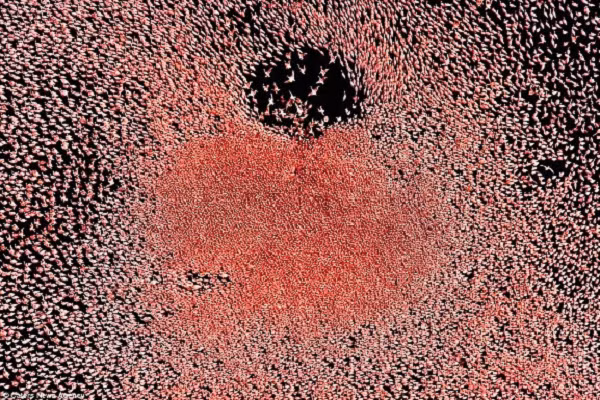 Hàng nghìn con chim hồng hạc đang bay trên bầu trời để tránh xa suối nước nóng ở phía tây của hồ, tạo nên một tấm thảm hồng rực giữa trời.