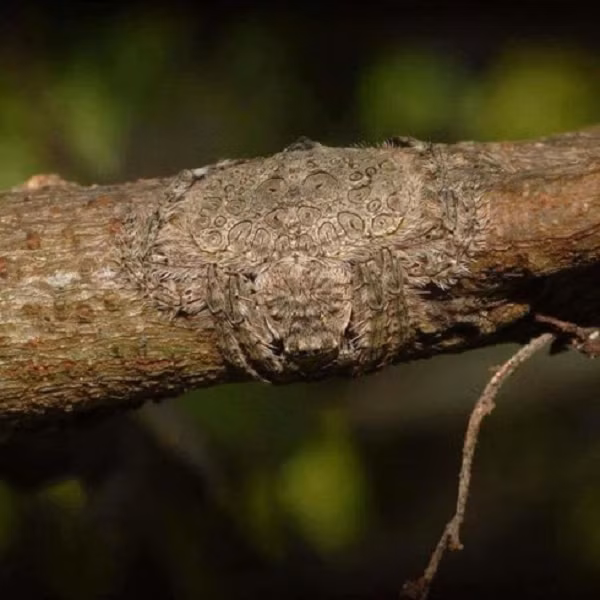 Được gọi là nhện bọc, những chú nhện này có thể tự làm cơ thể dẹt ra và bọc quanh một cành cây như một cách để ngụy trang.