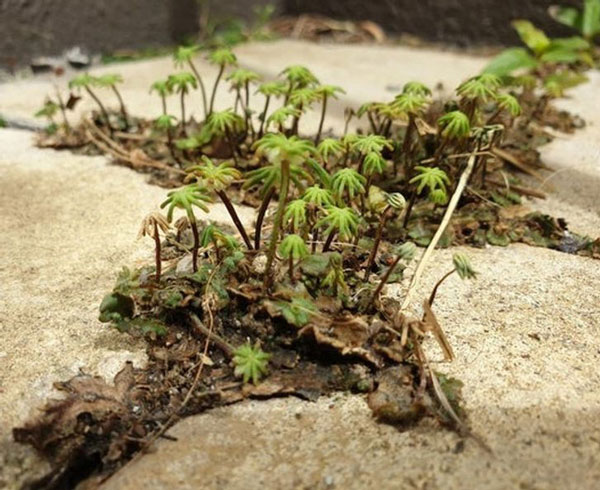 Cỏ dại trong vườn trông như ốc đảo sa mạc.