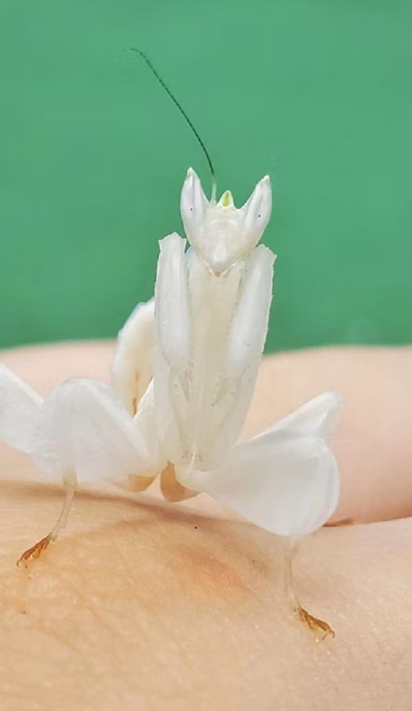 Con bọ ngựa phong lan trắng.
