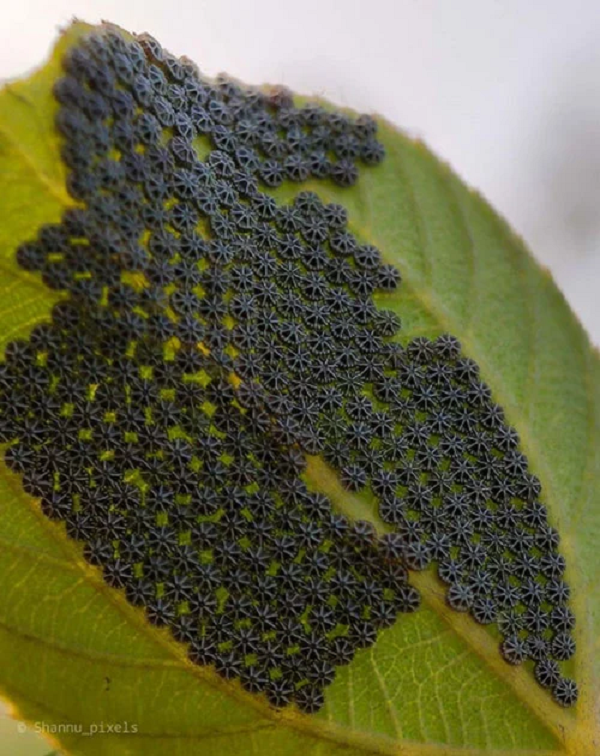  Trứng bướm khi nhìn gần trông như những bánh xe tí hon.