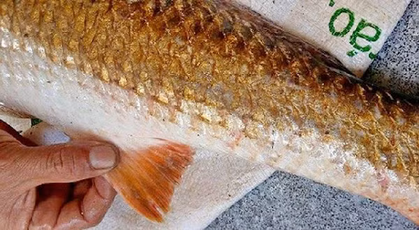 Tuy nhiên, thứ đắt nhất để tạo nên giá trị tiền tỷ của con Cá Sủ vàng không nằm ở thịt, vẩy vàng mà nằm ở bong bóng của cá. Bởi bóng Cá Sủ vàng phơi khô được cho là có giá trị dinh dưỡng ngang với nhân sâm.