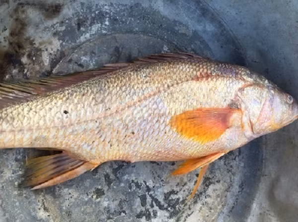 Trong bong bóng của Cá Sủ vàng, cứ 500 gram thì chứa 442 gram đạm. Do đó, ăn nó giúp đại bổ chân nguyên, hoạt huyết tráng dương, bổ sung chất cho cơ thể suy nhược, thiếu máu.