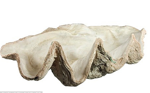 Loại trai khổng lồ đang bị đe dọa tuyệt chủng này có nguồn gốc từ vùng nước ấm của Nam Thái Bình Dương và Ấn Độ Dương đồng thời thường có thể dài tới 1,2m.