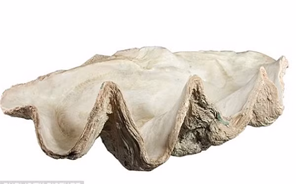 Loại trai khổng lồ đang bị đe dọa tuyệt chủng này có nguồn gốc từ vùng nước ấm của Nam Thái Bình Dương và Ấn Độ Dương đồng thời thường có thể dài tới 1,2m.