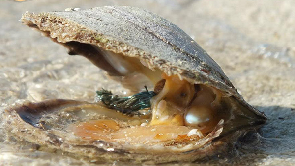 Từ lâu, ngọc trai đã được mệnh danh là nữ hoàng của các loại đá quý. Chúng là một trong những loại đá quý sớm nhất từng được phát hiện, và được cho là đã được tôn kính và buôn bán cách đây 6.000 năm.